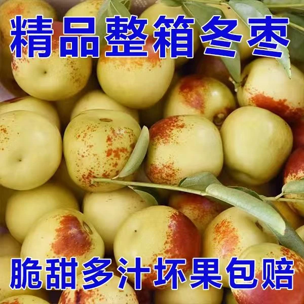 正宗陕西大荔冬枣脆甜新鲜水果鲜枣水果现摘现发