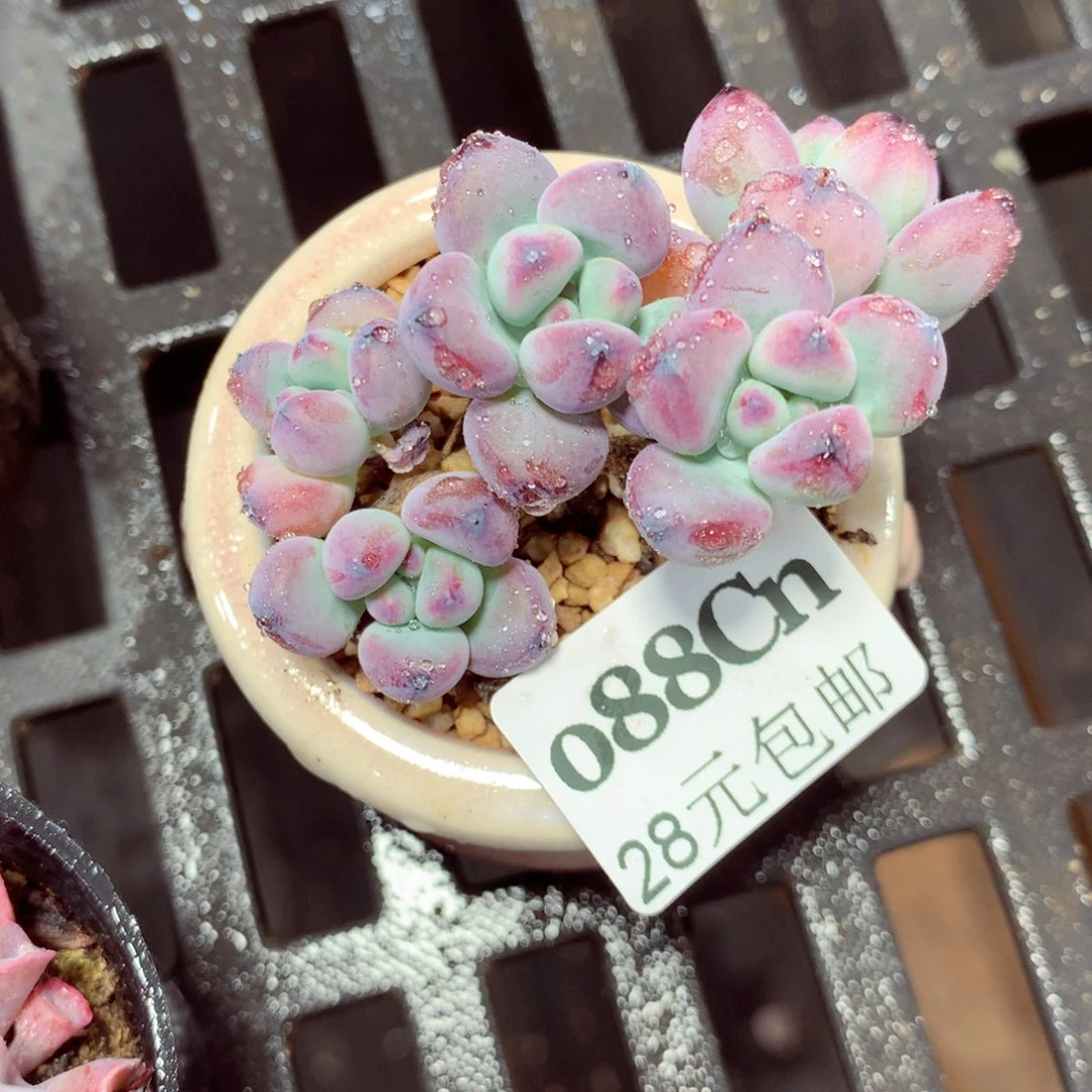 5厘米盆精控多肉088