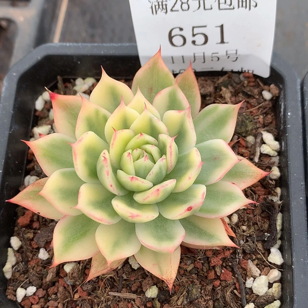 【闪购商品】云651号荷花锦4厘米