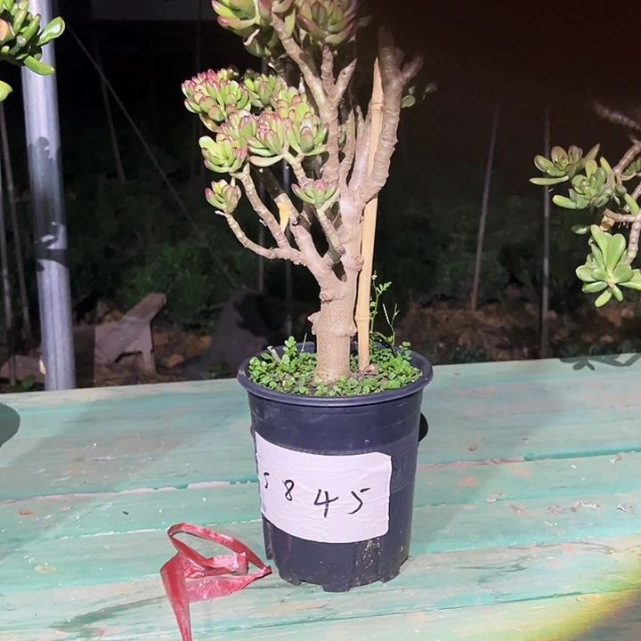 5845号招财猫不带盆