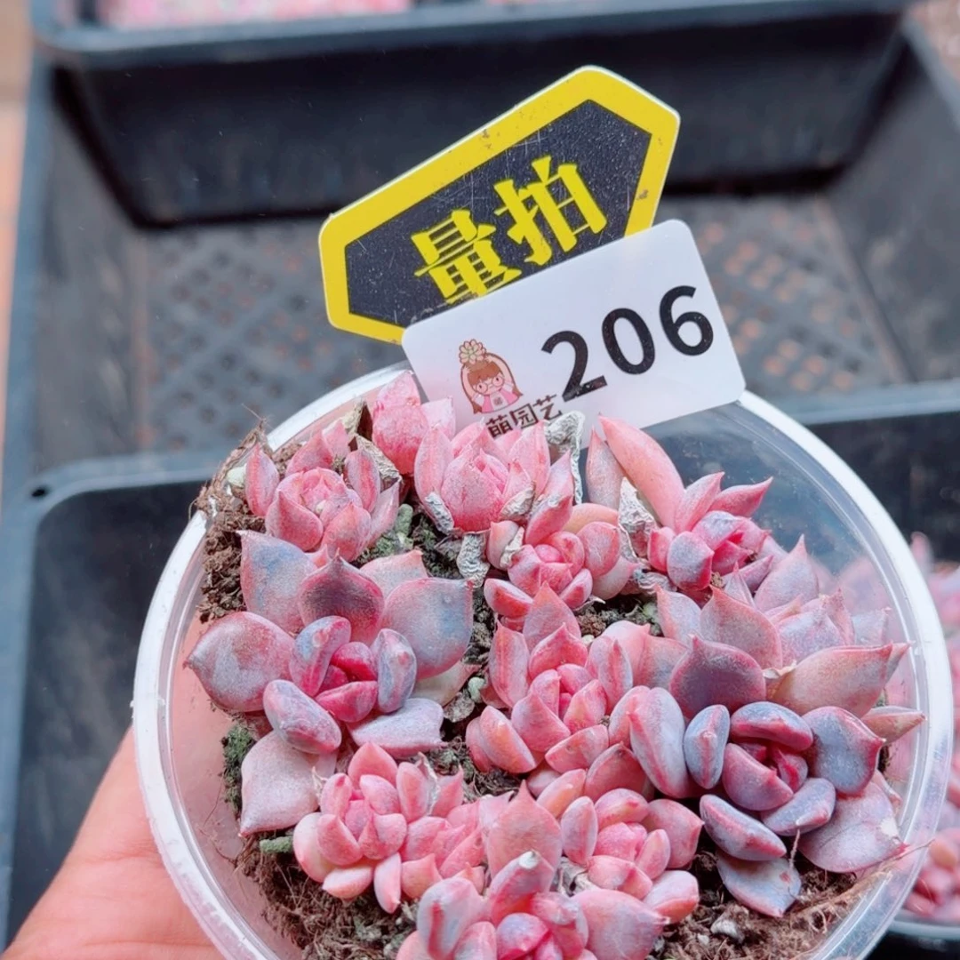 多肉植物多肉植物