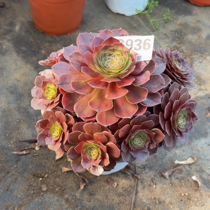 瑞妈多肉植物，936。