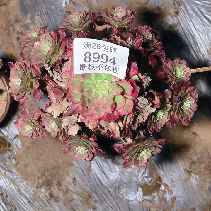 8994霁月多肉植物