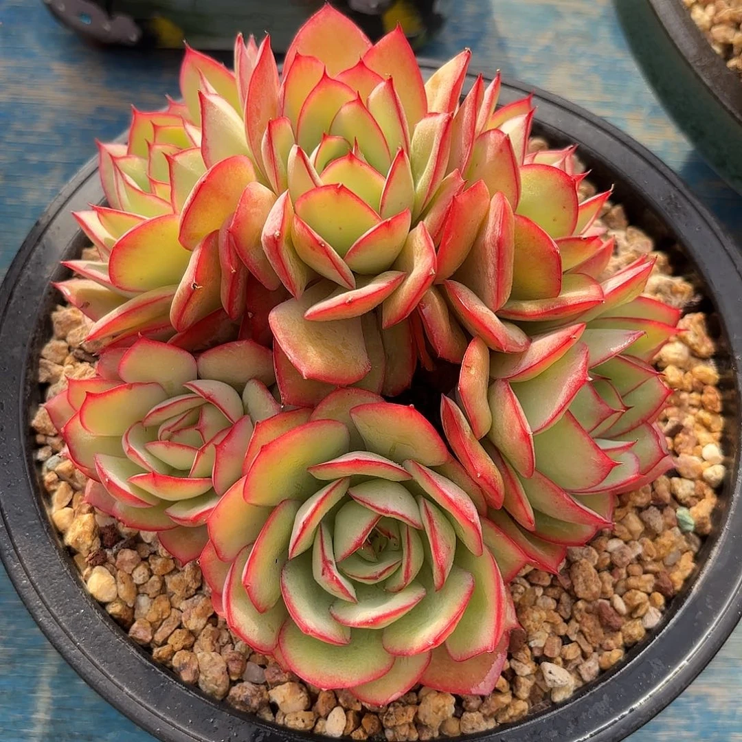 多肉植物脱土包邮