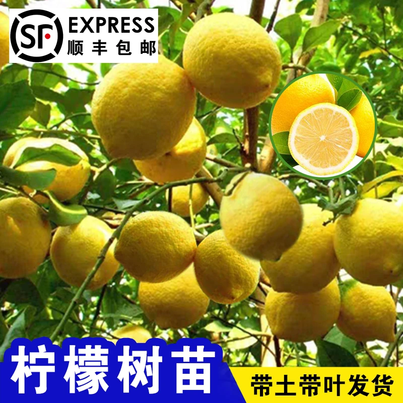 柠檬苗嫁接树苗四季无核香水柠檬苗无籽阳台盆栽地栽种植结果树苗