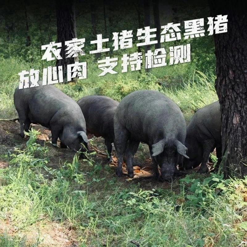 【边角料】6斤正宗散养吃草跑山猪一年半跑山黑猪京东冷链发货