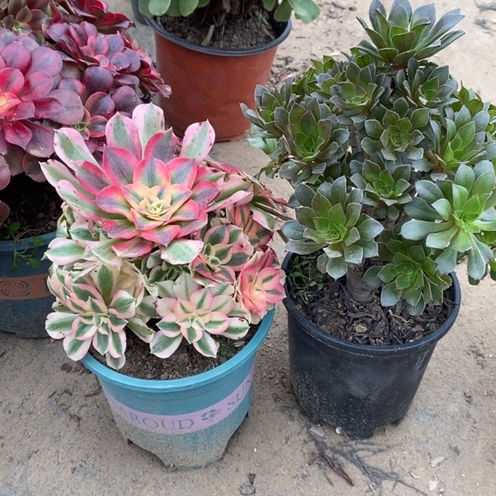 女巫➕灰法14多肉植物法师法师