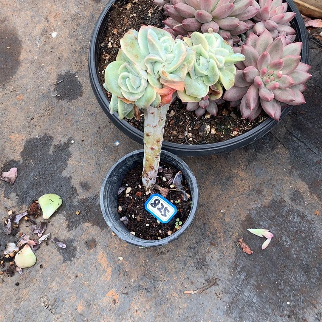 825可爱玫瑰 一物一拍多肉