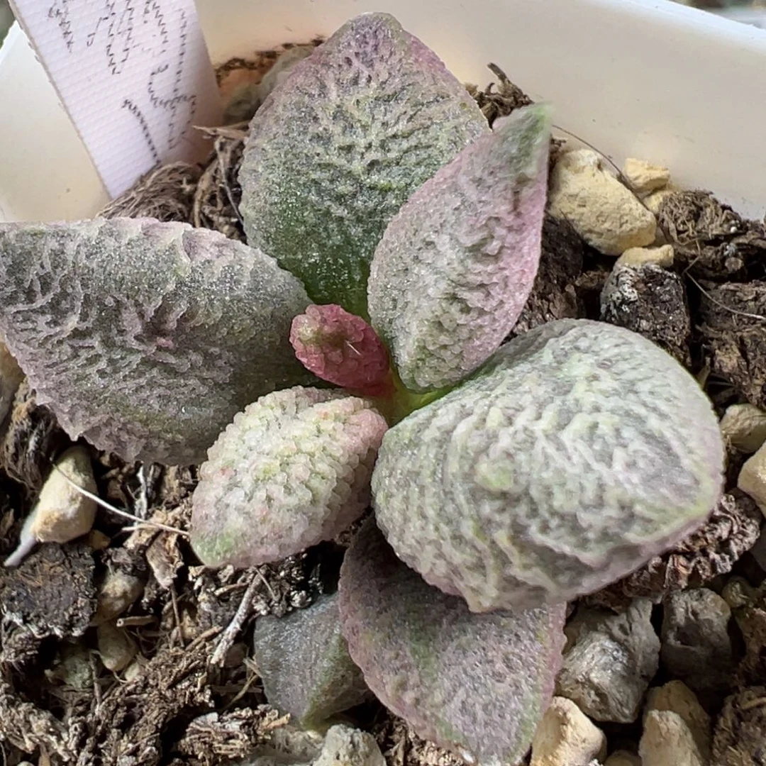 w融化纹冰淇淋多肉植物