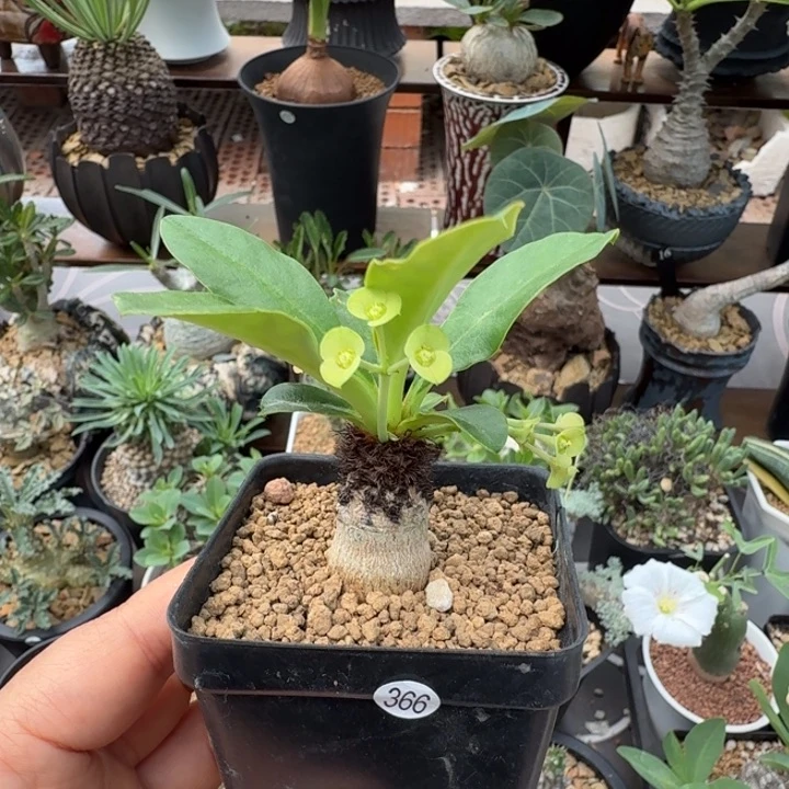 象鼻大戟366 仙人球