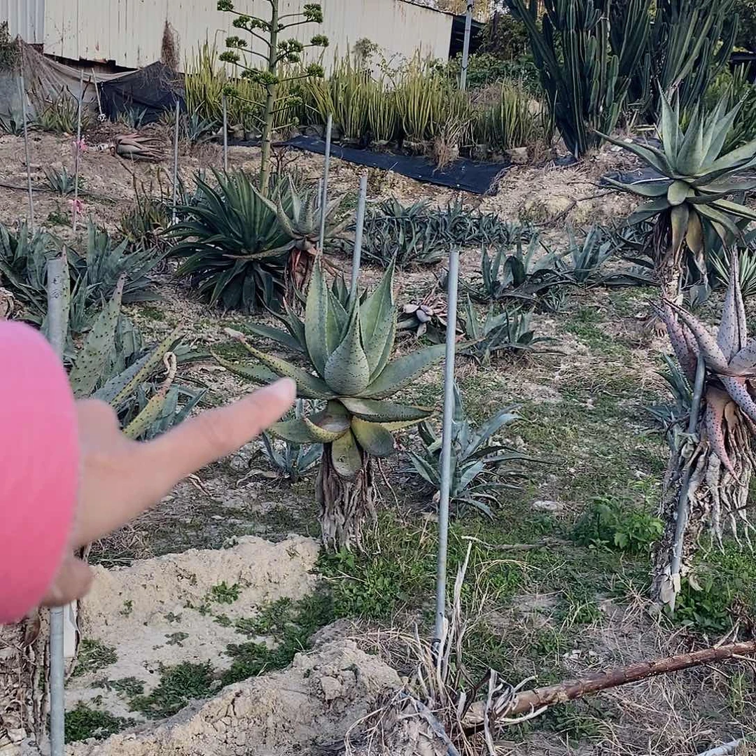 爱***树5636专拍 鬼切。