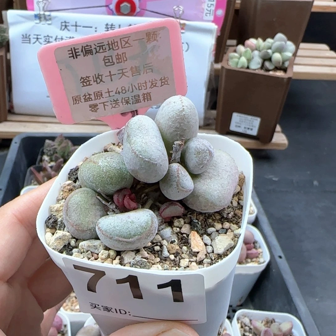 711硬叶白蛋多肉