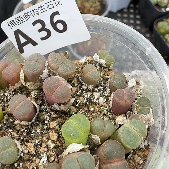 36多肉植物多肉植物