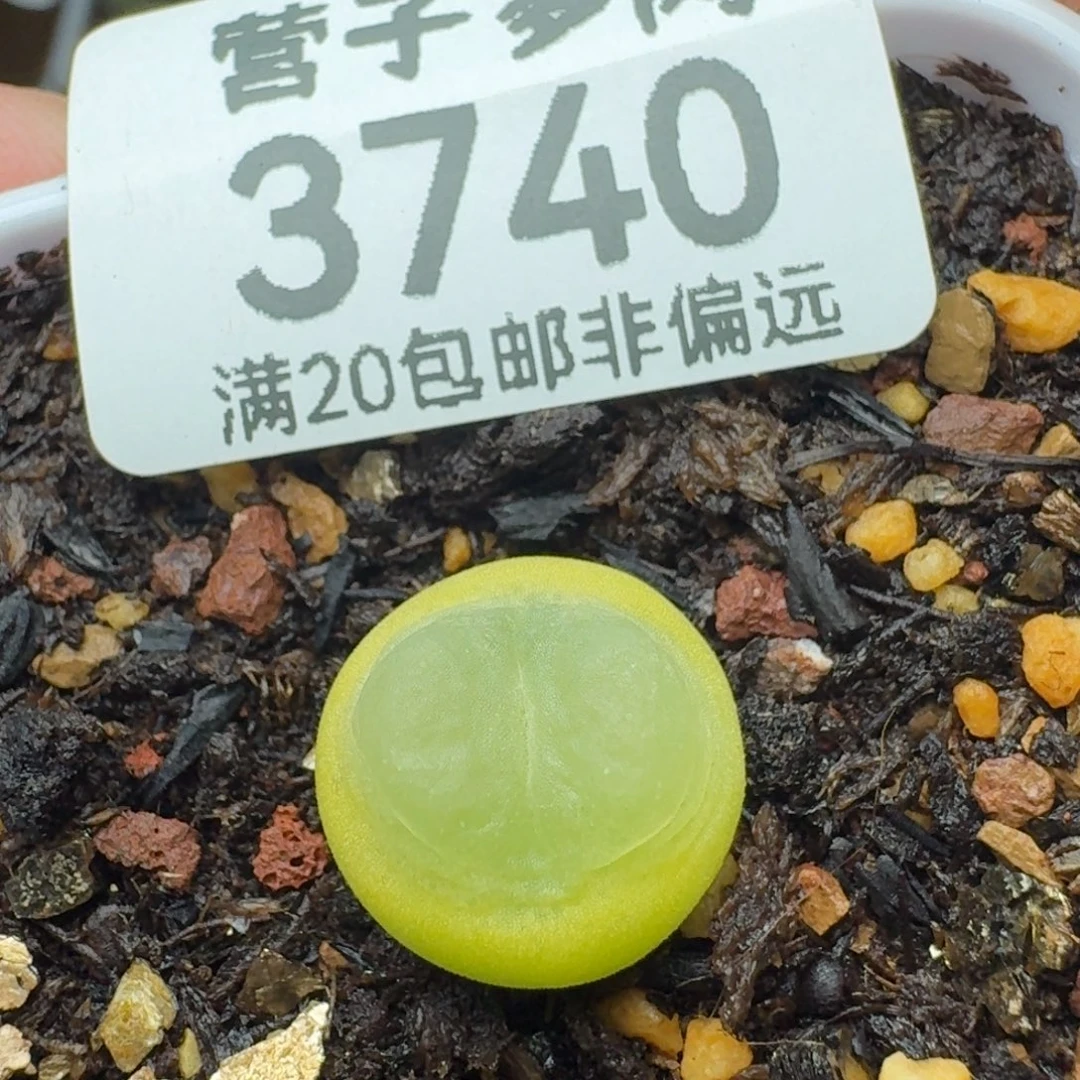 拉登1.3➕脱土1200