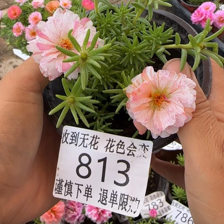 无花朵813超小苗盆口10cm