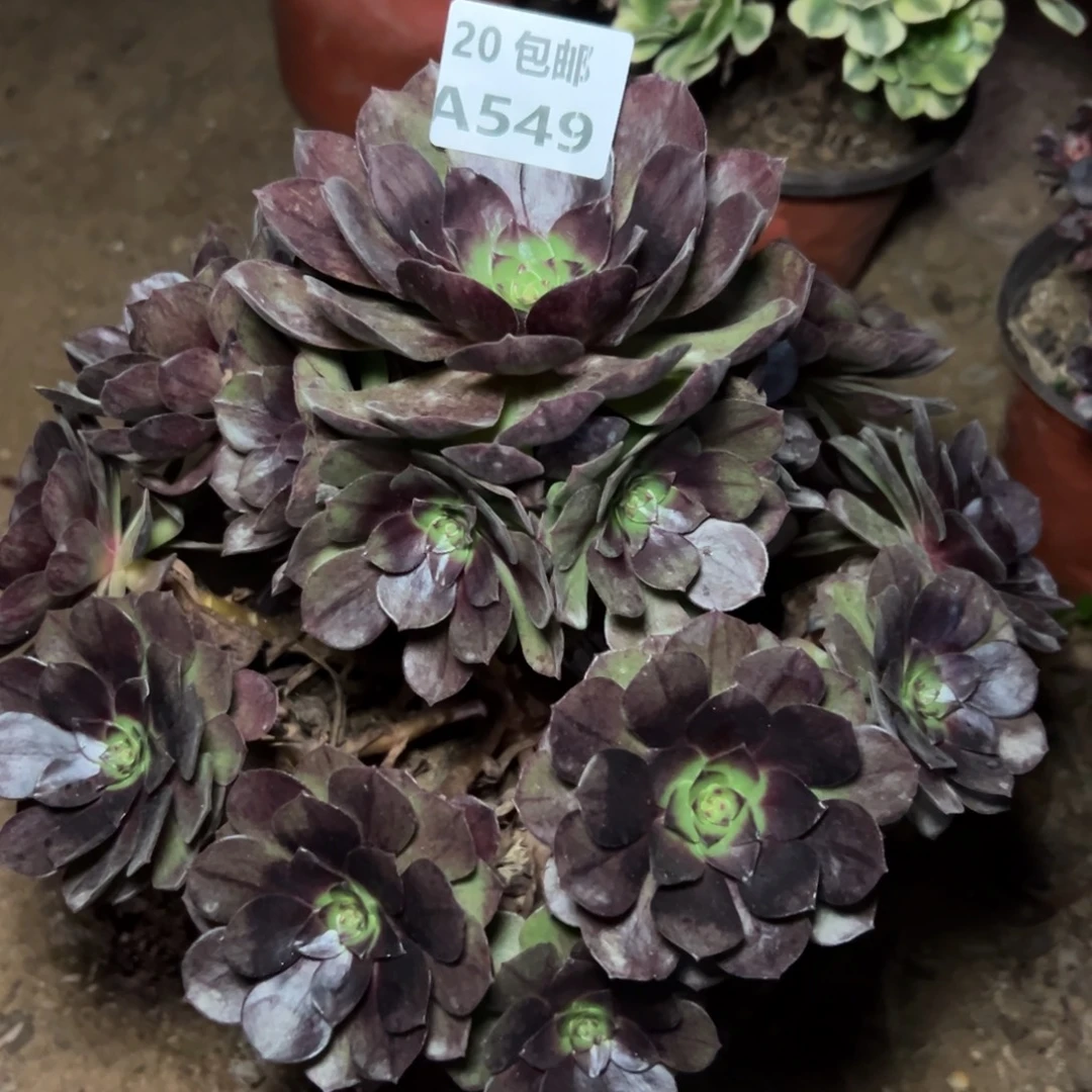 549黑魔，多肉法师