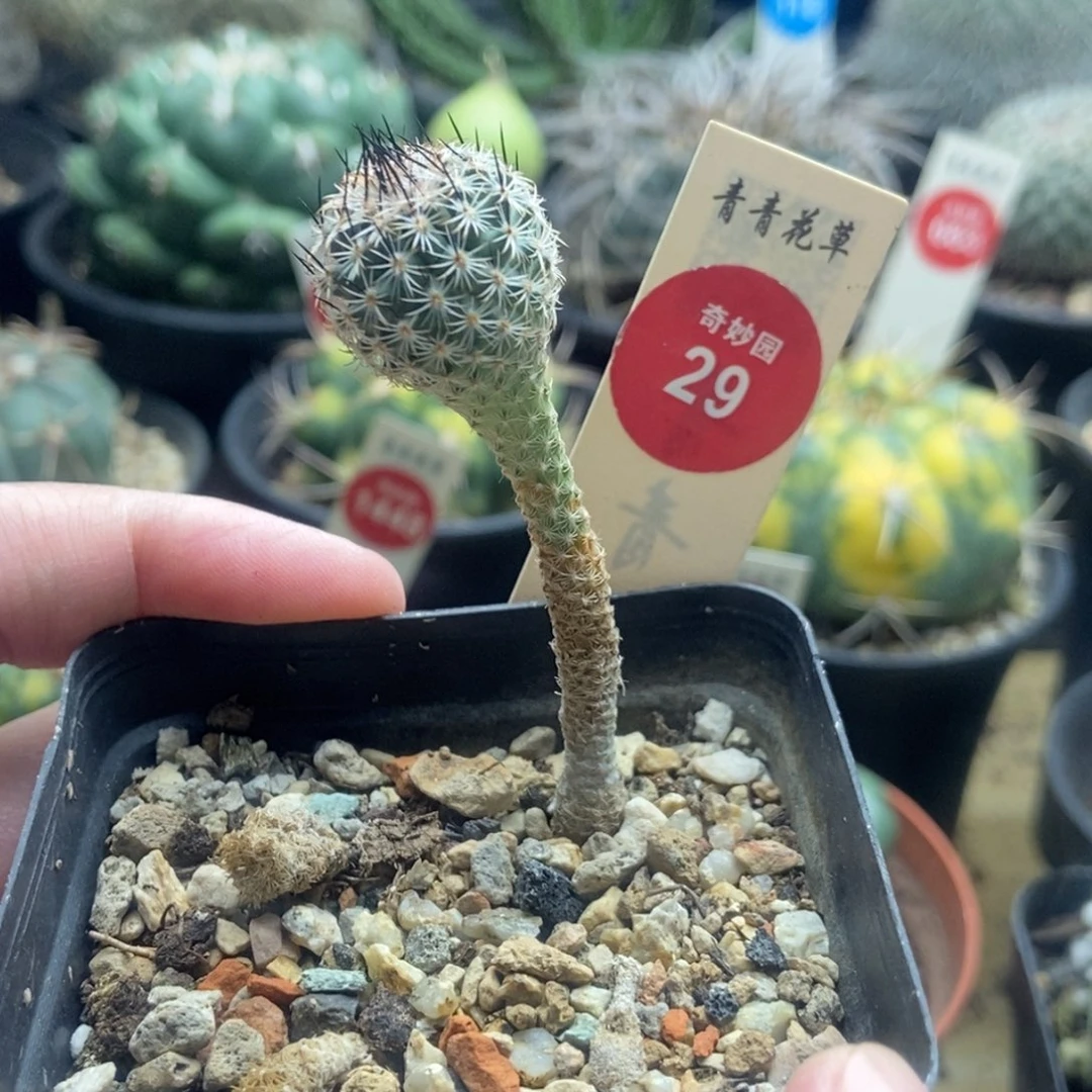 实生赤花美针玉1.8cm一棵仙人球