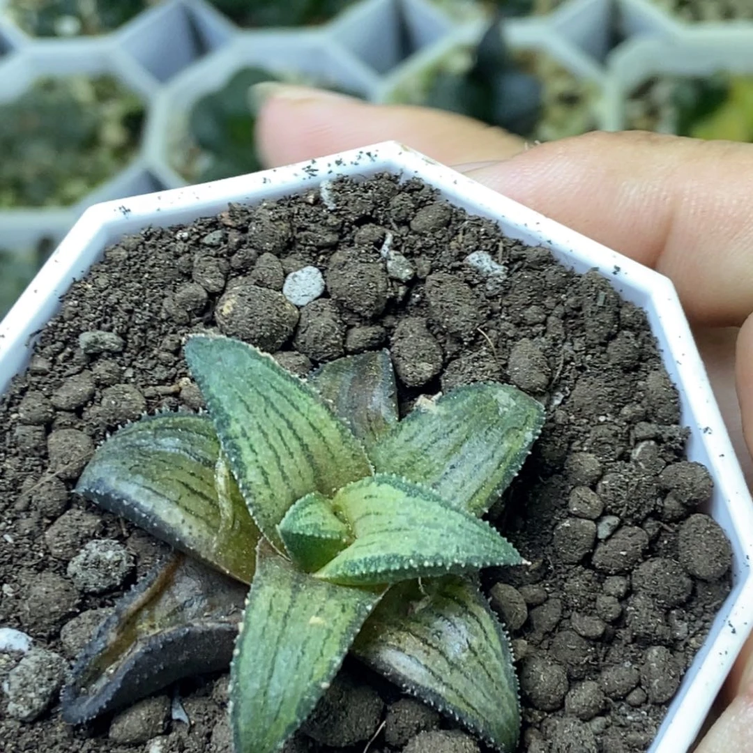 蜜蜂微笑一物一拍