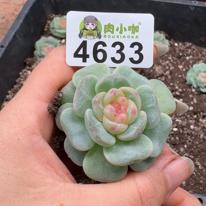 多肉植物多肉植物