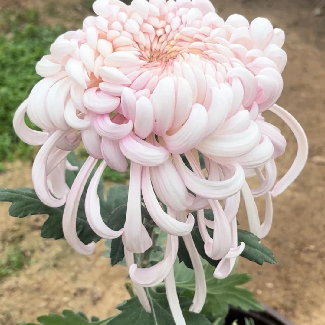 (不知名)九月菊原盆原土发货适合阳台庭院种植好养易活菊花