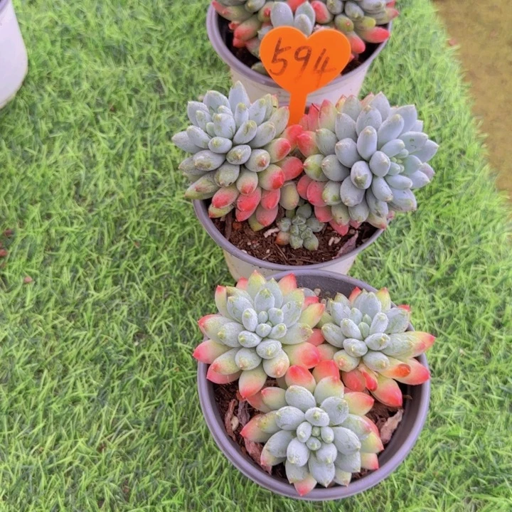 *****594多肉植物一物一拍
