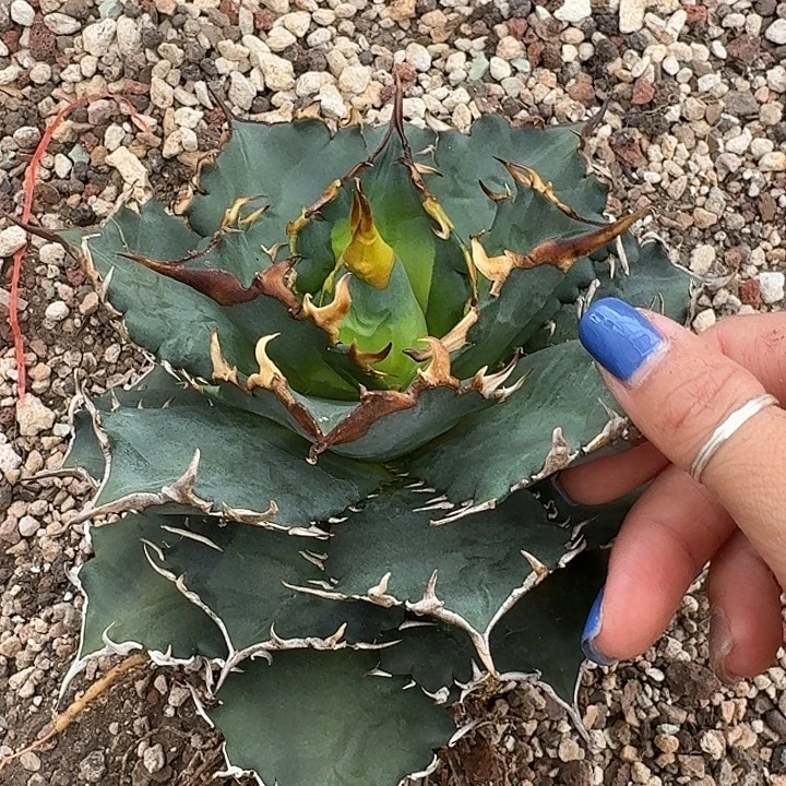 无花朵龙舌兰任王冠夕映