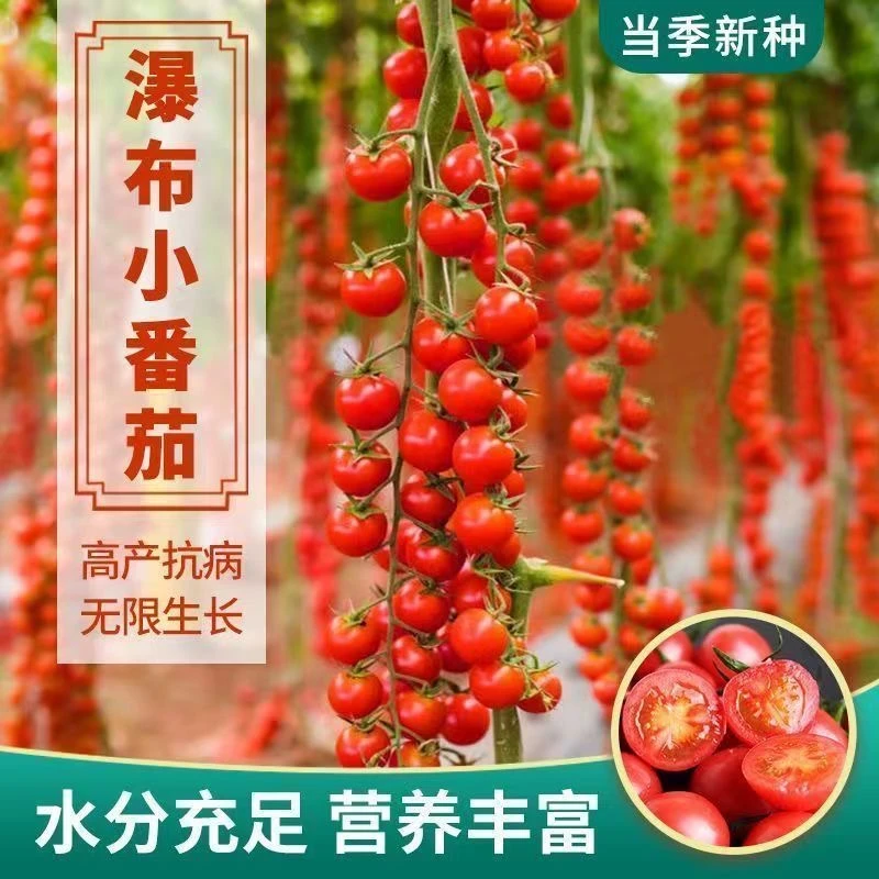 香甜多汁水果小番茄种子圣女果樱桃西红柿种子四季播盆栽蔬菜种子