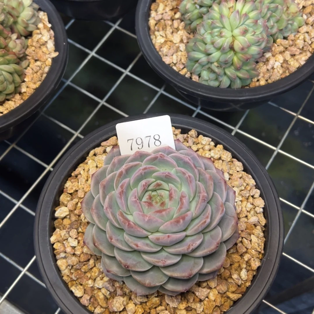 郭**°7978肉多哦哦多哦多哦