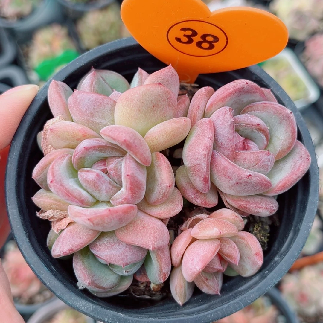 38号小老桩新品珍妮群