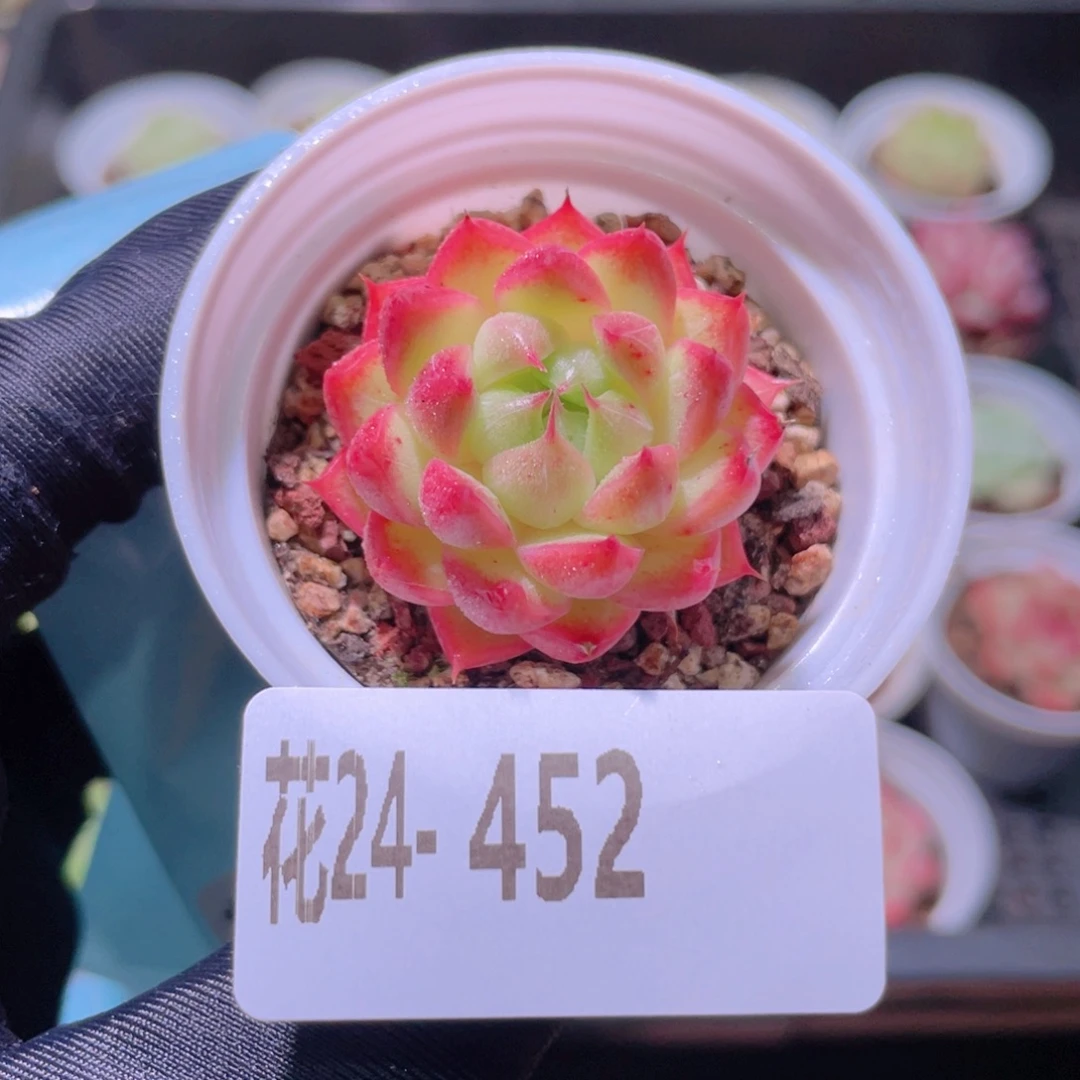花利美24-452海王