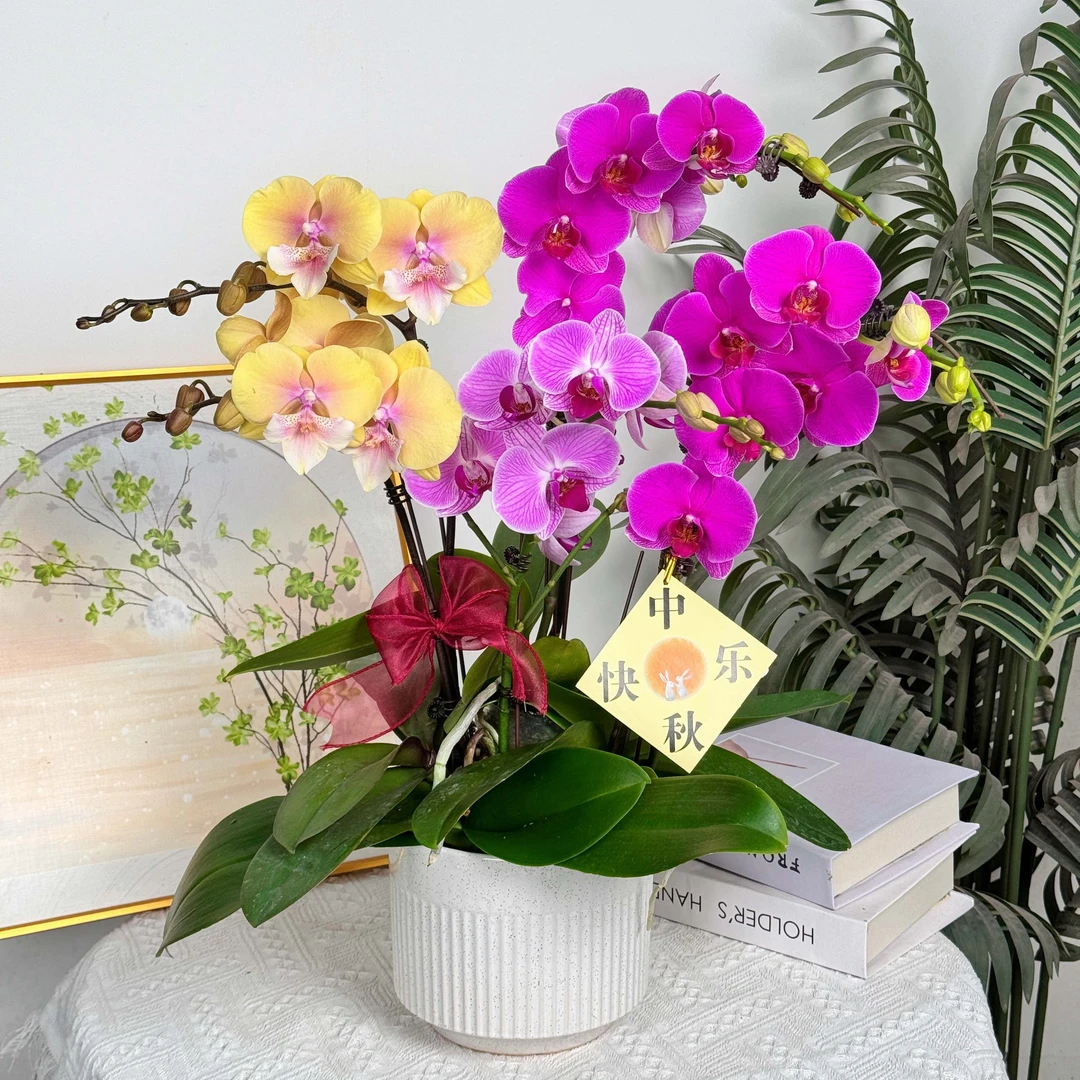 【 全家福】室内蝴蝶兰花盆栽开花株 四季好养护绿植叶片