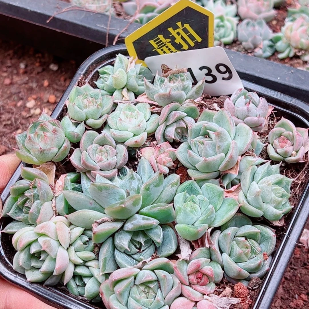 多肉植物多肉植物