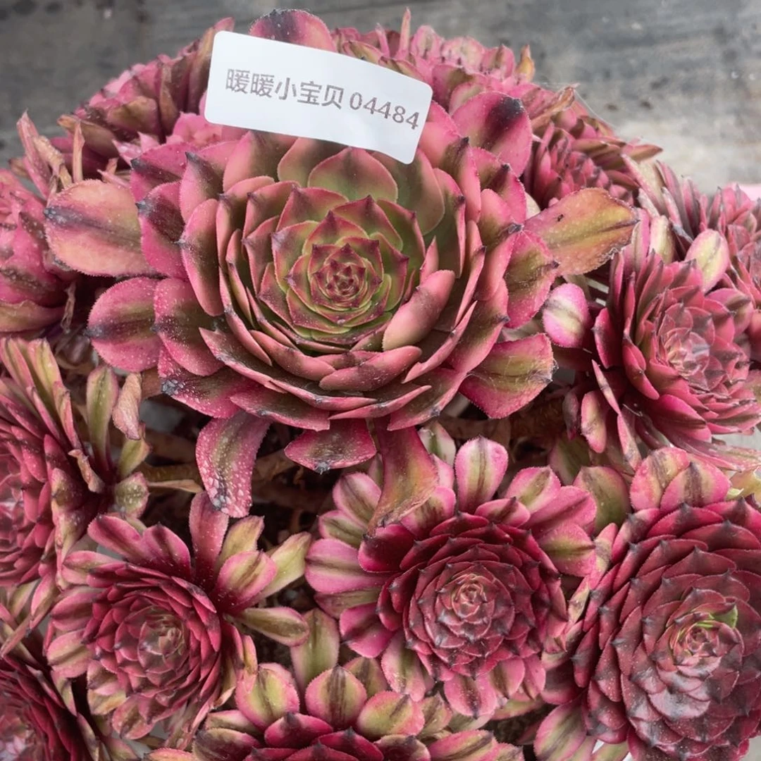 茶杯紫砂欧****年04484分哥哥哈哈哈哈