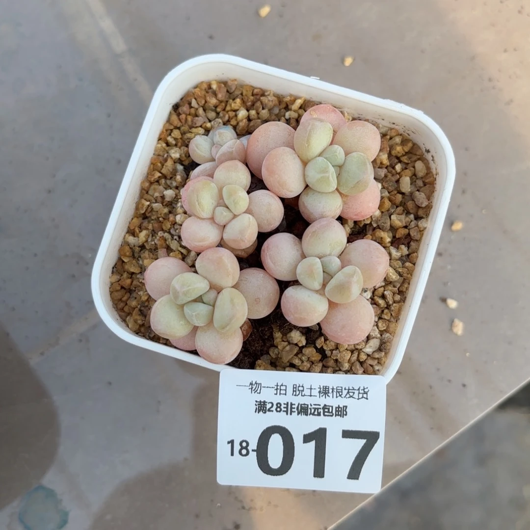 萤火虫奶老桩多肉