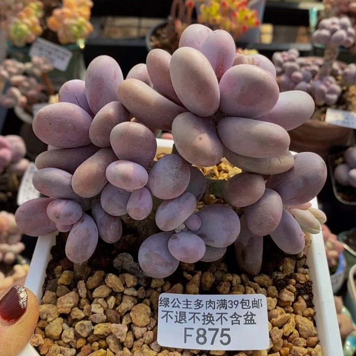 水光针奶酪875多肉植物