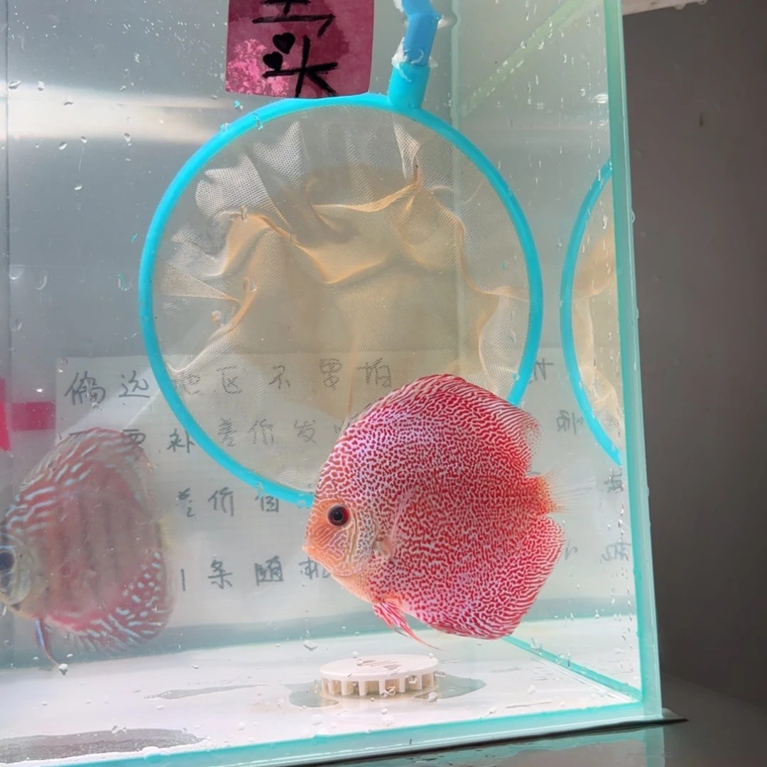 七彩神仙鱼18栋七彩8-10