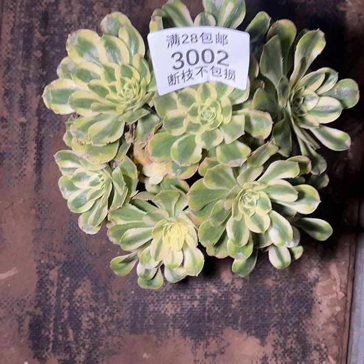 3002保时捷多肉植物