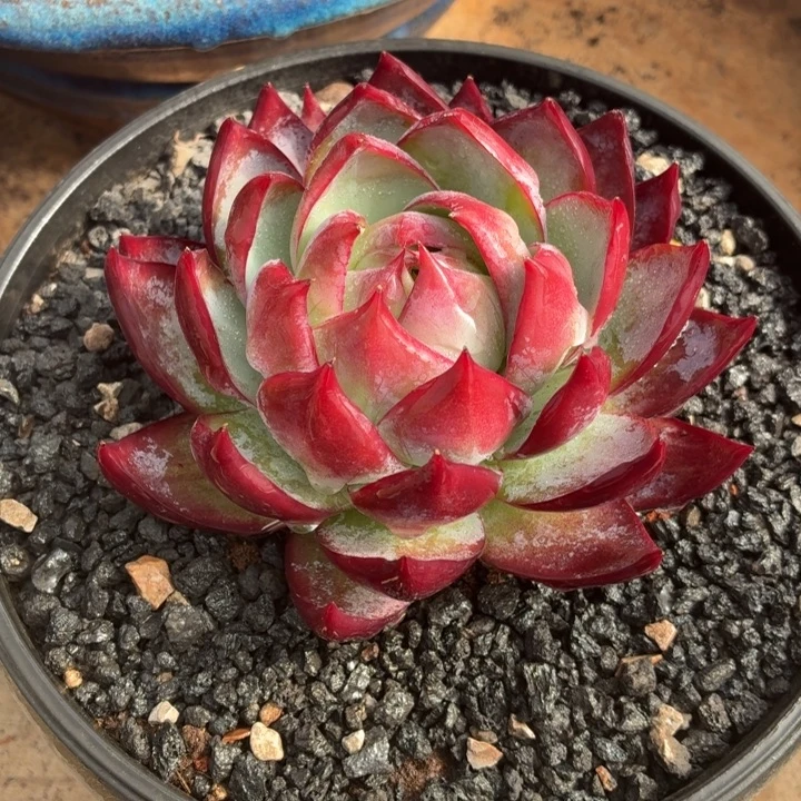 多肉植物惊鸿仙子