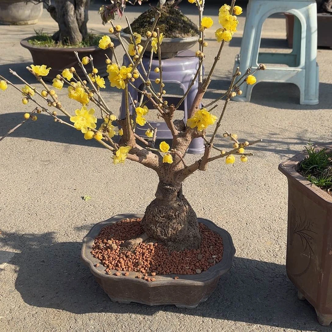 无花朵腊梅盆景盆栽植物