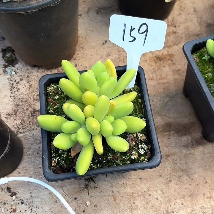 多肉植物，芒果奶159号