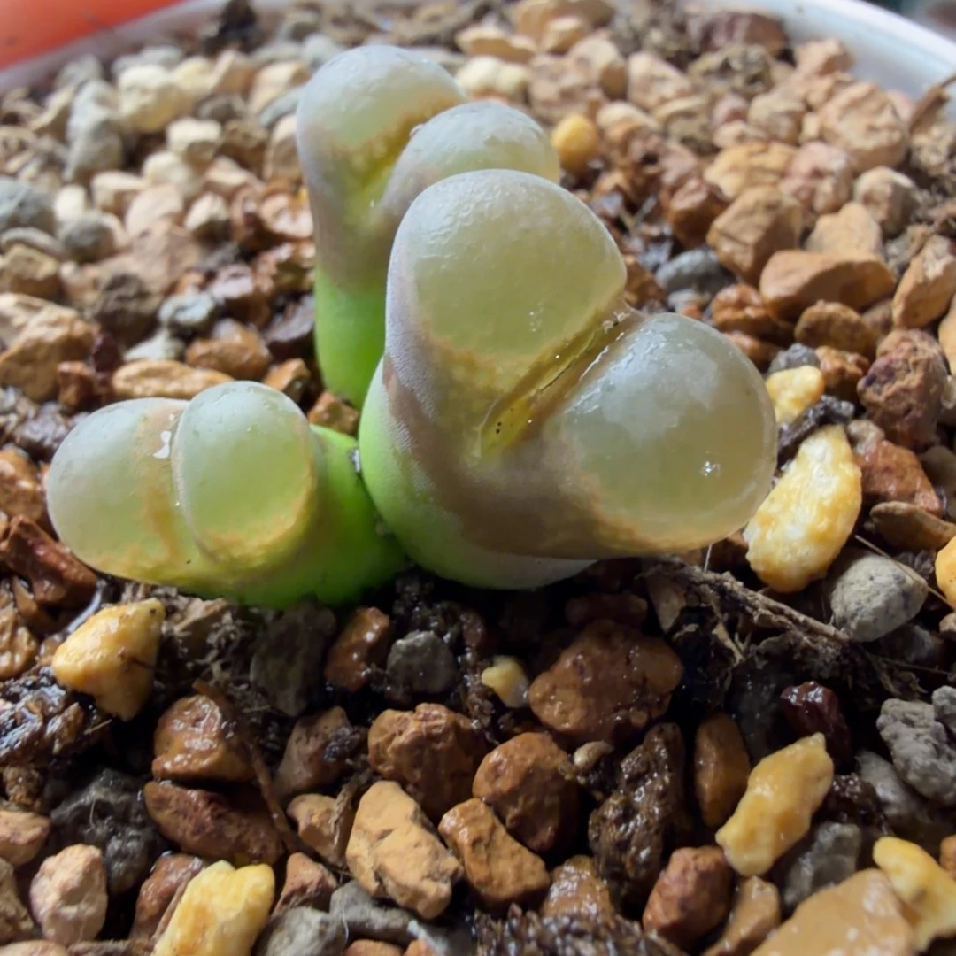 三头鱼子酱风铃母本820号