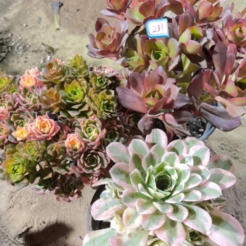 231多肉植物组合