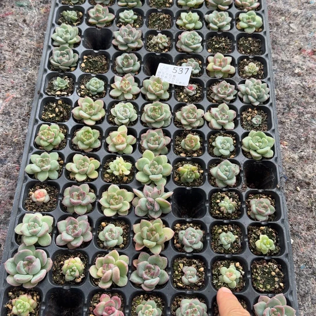 如图537优选麦芽穴盘一盘