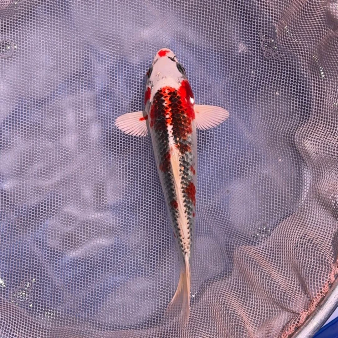 锦鲤精品锦鲤大放漏