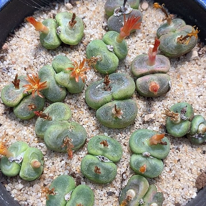 双头水晶鞋一颗