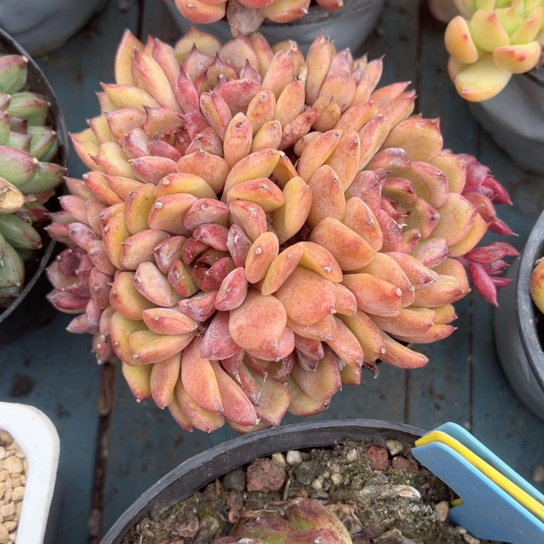 精品多肉植物老桩