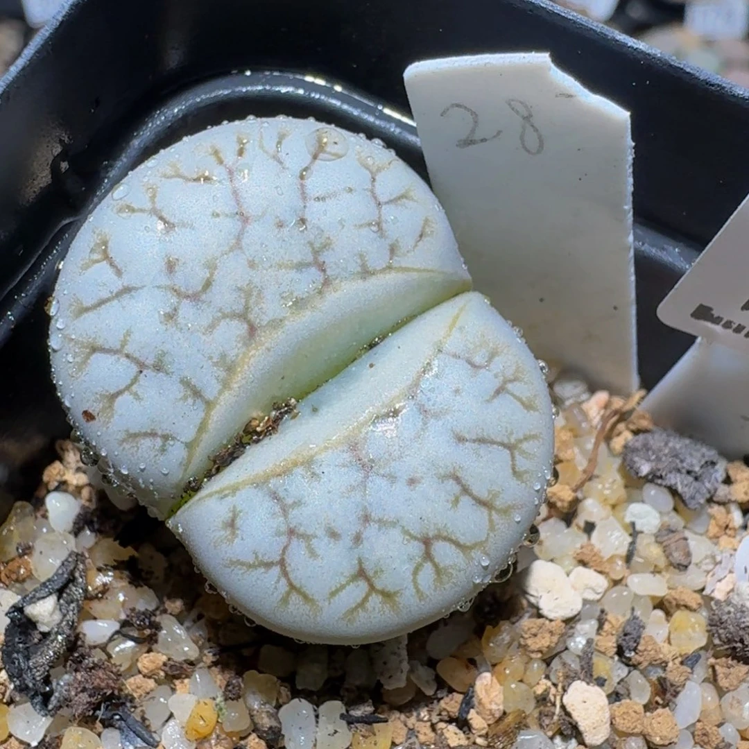 Zzzz生石花肉锥1476