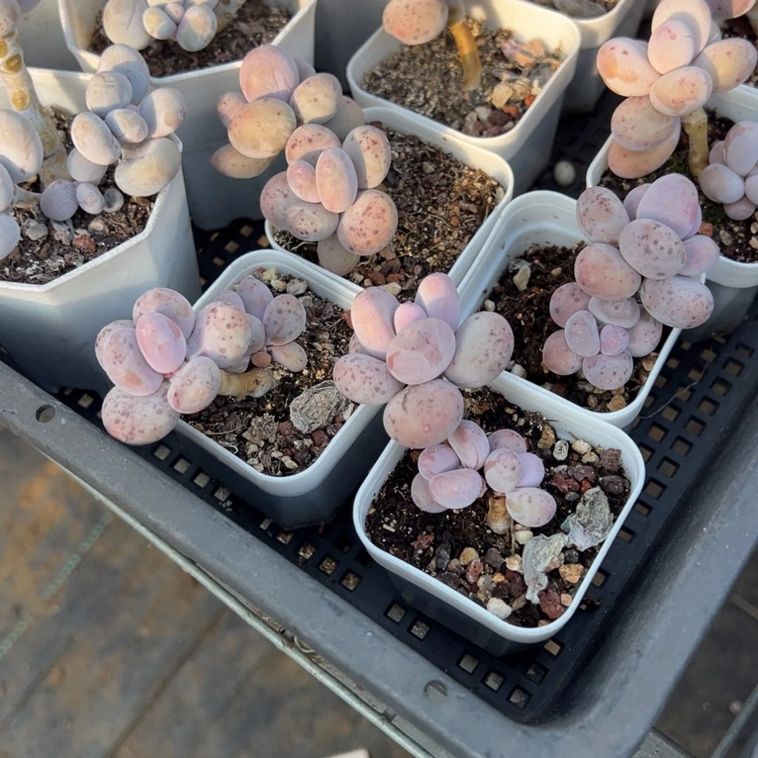 彩虹奶大小头双头叶片有瑕疵到手1颗