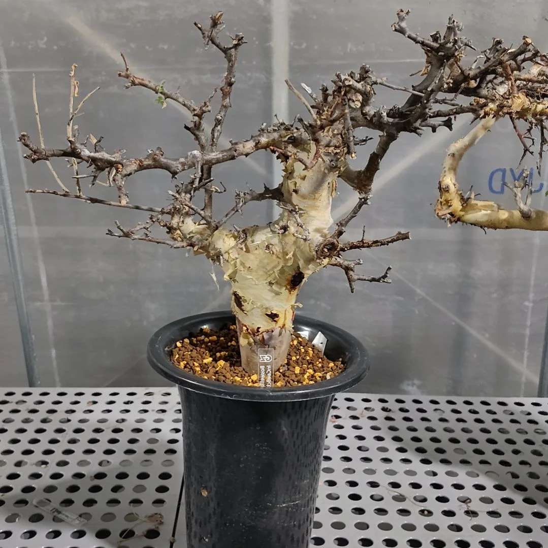 产地马萨比特熟桩可寄养