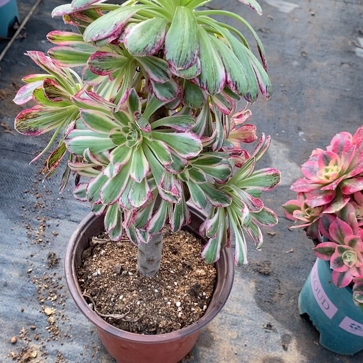 ｖ锦锦61多肉植物法师法师